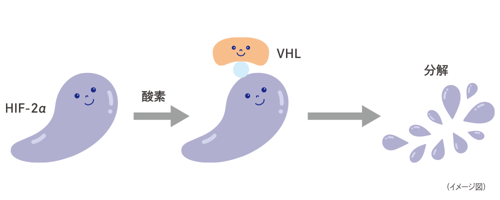 HIF-2αについて