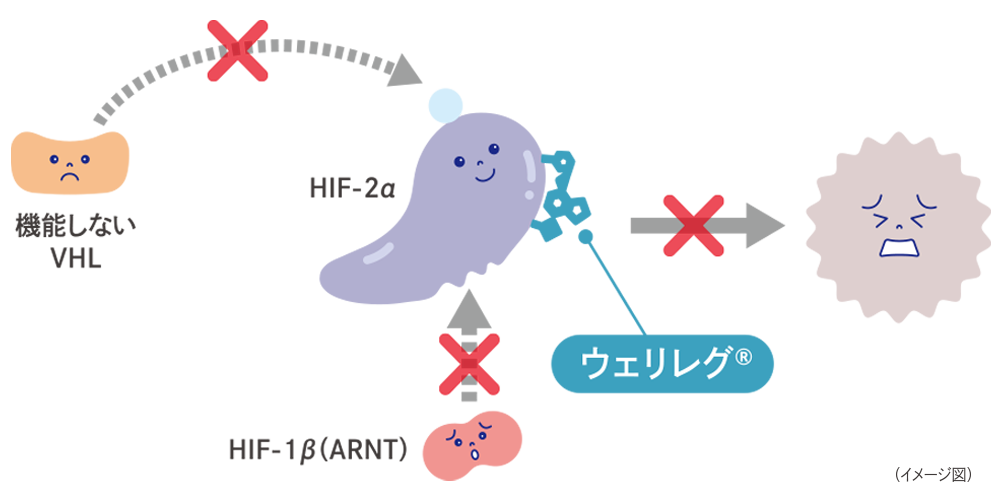 ウェリレグ®の働き